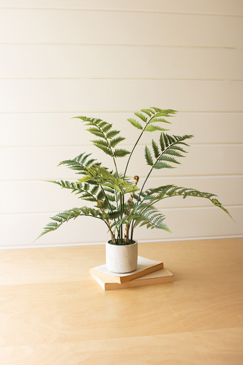 Fern in Cement Pot