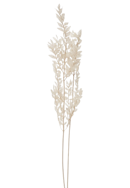 Dried Ruscus Sprig - White