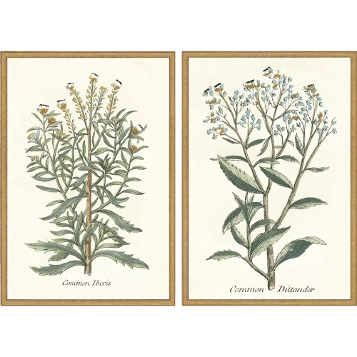 Botanical Plant Painting, 2 styles