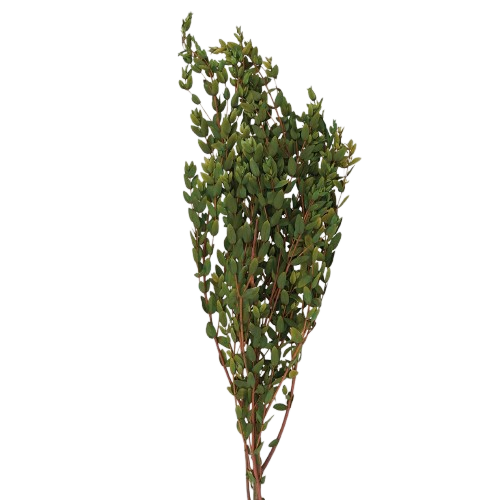 Delicate Eucalyptus Pick