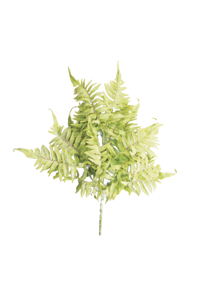 Fern Bundle
